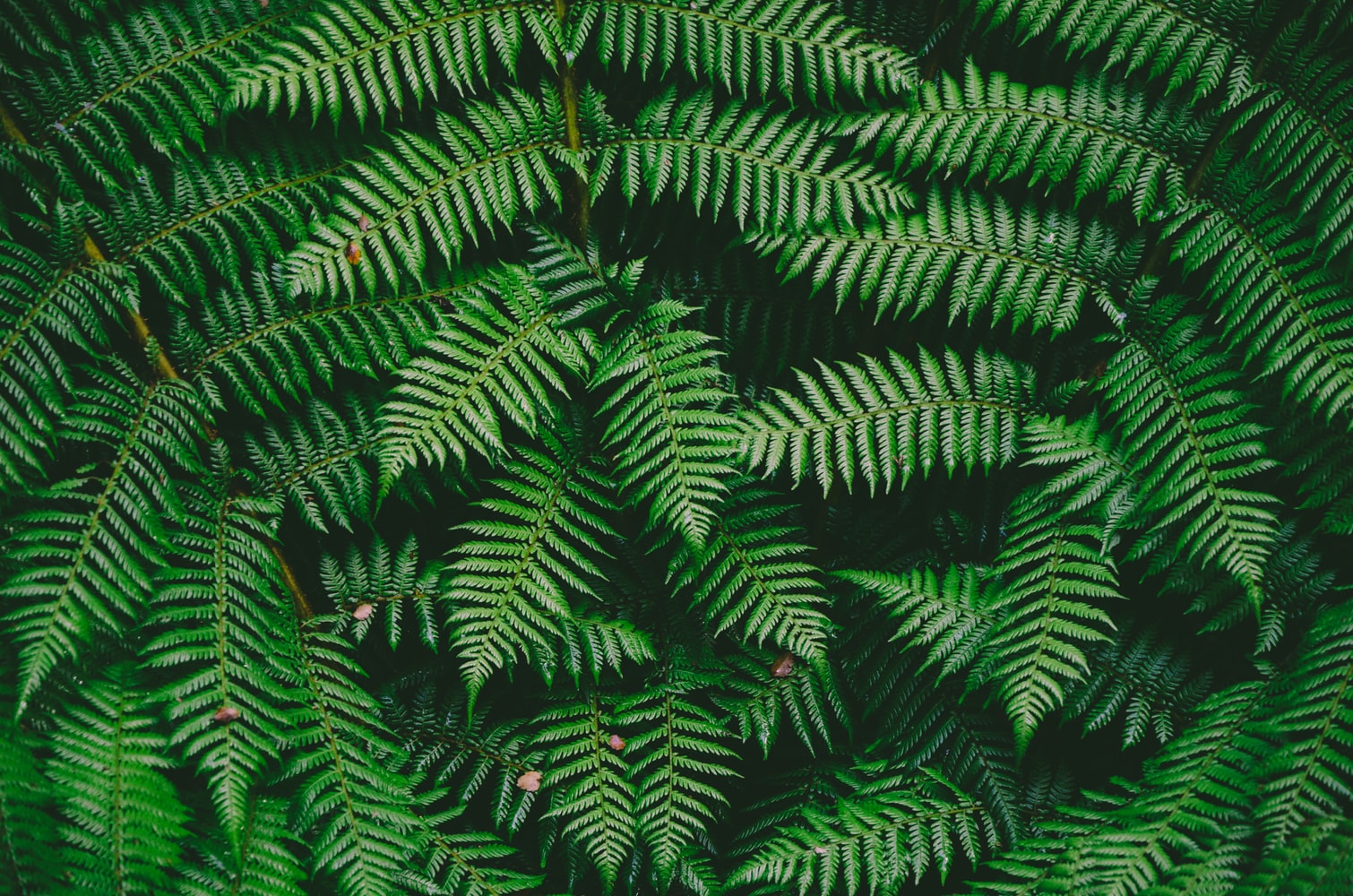 Green fern forest