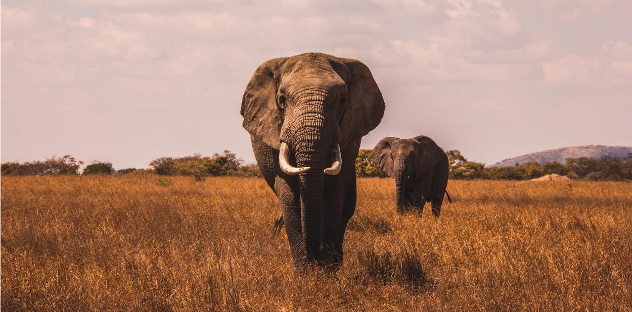 Elephants in a savannah.