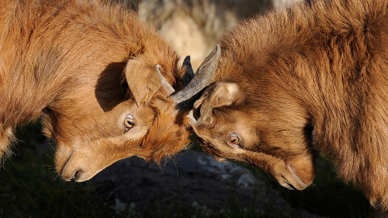 Two brown goats going head-to-head