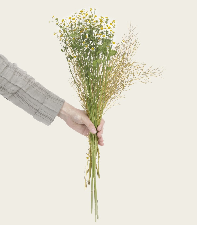 bouquet of daisies in an outstretched arm.