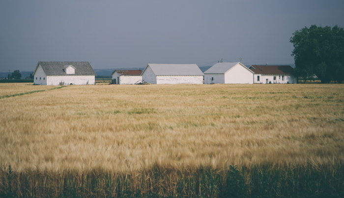 Field with barns in the background