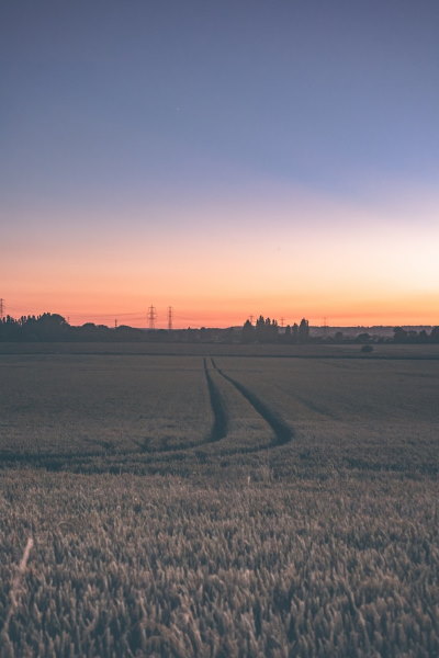 Field at sunset