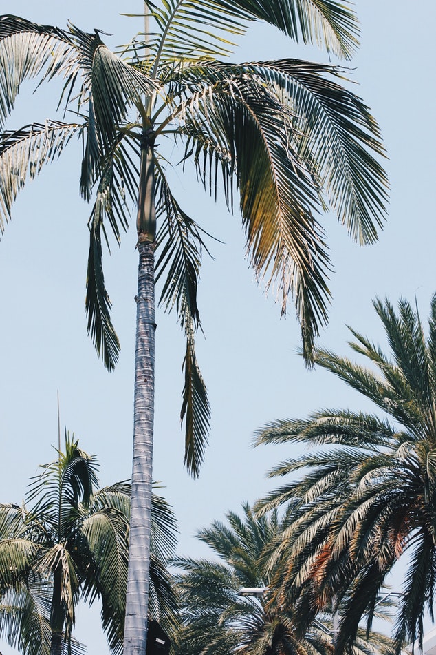 Palmtree against a blue sky