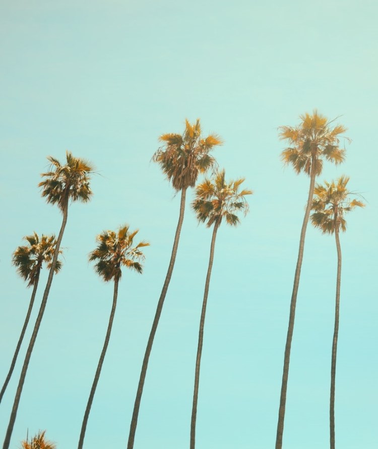 Palm trees against blue sky