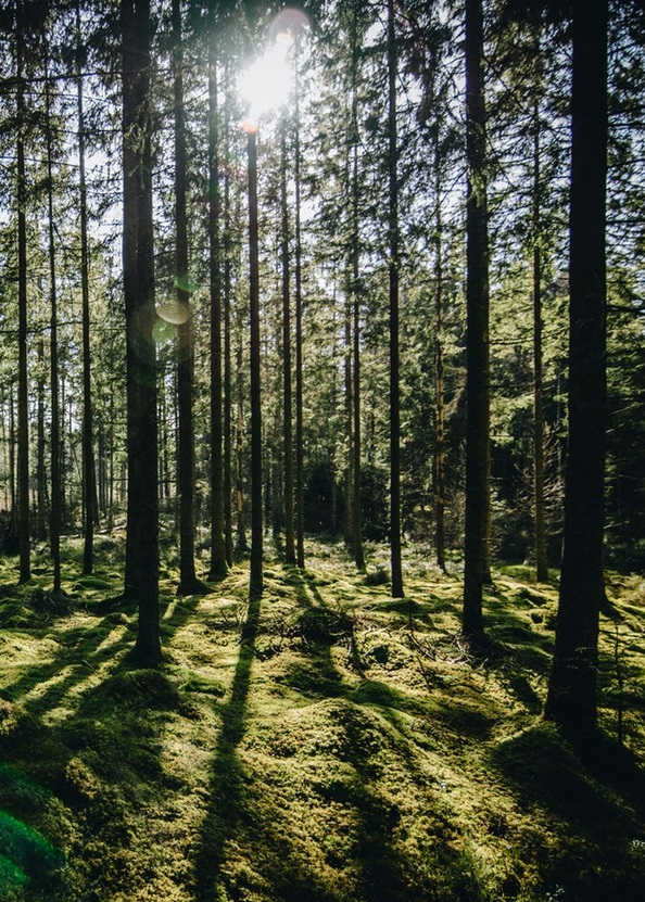 Warmly lit forest