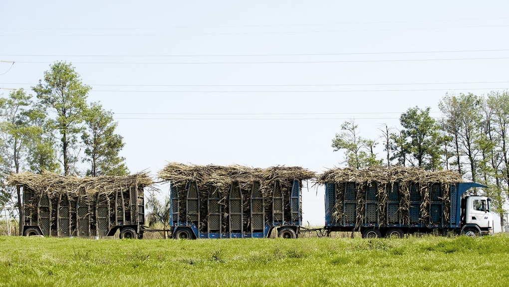 Sugarcane harvested as biofuel