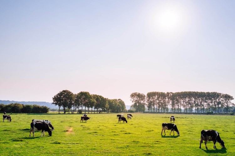Sunny farm with cows